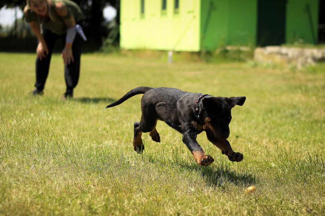 puppy training perth