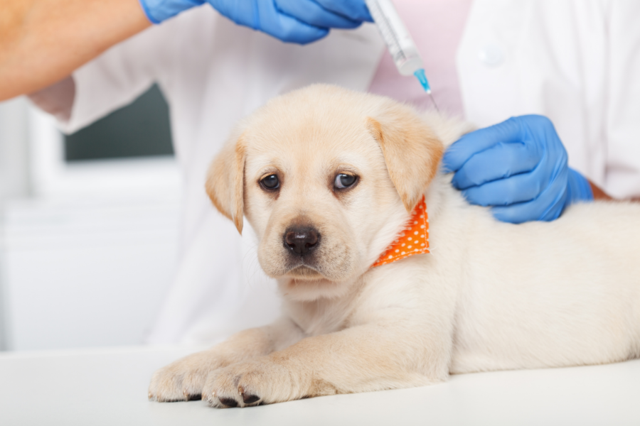 Complete Guide on Puppy Vaccination