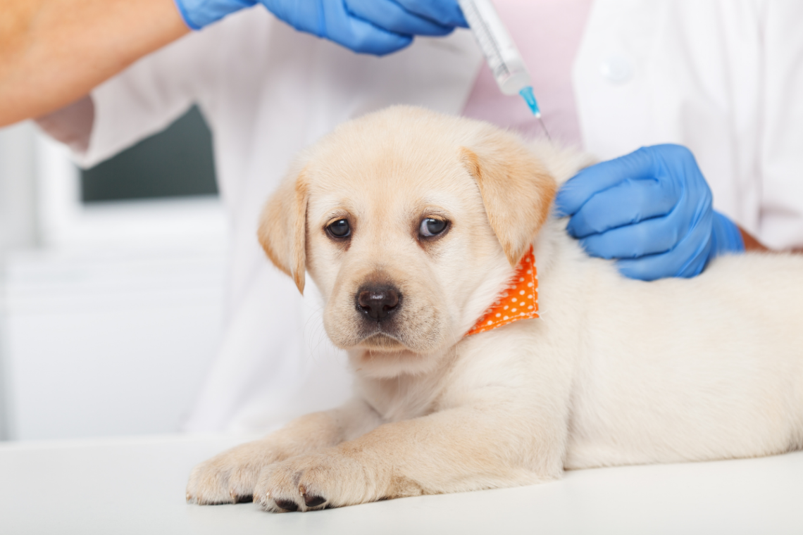 puppy vaccination