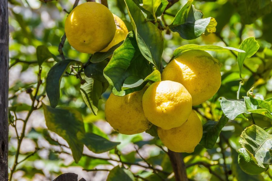Tips For Growing Lemon Trees
