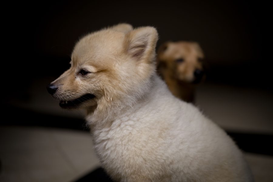 How to Keep Your Dog Looking and Feeling Healthy